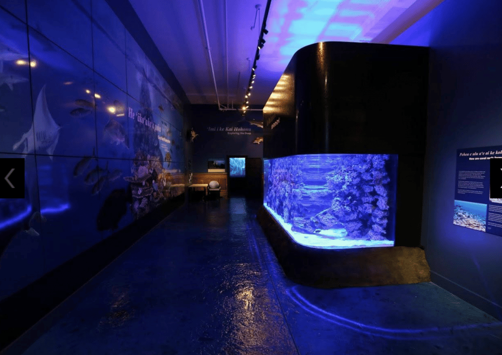 molupapapa-aquarium